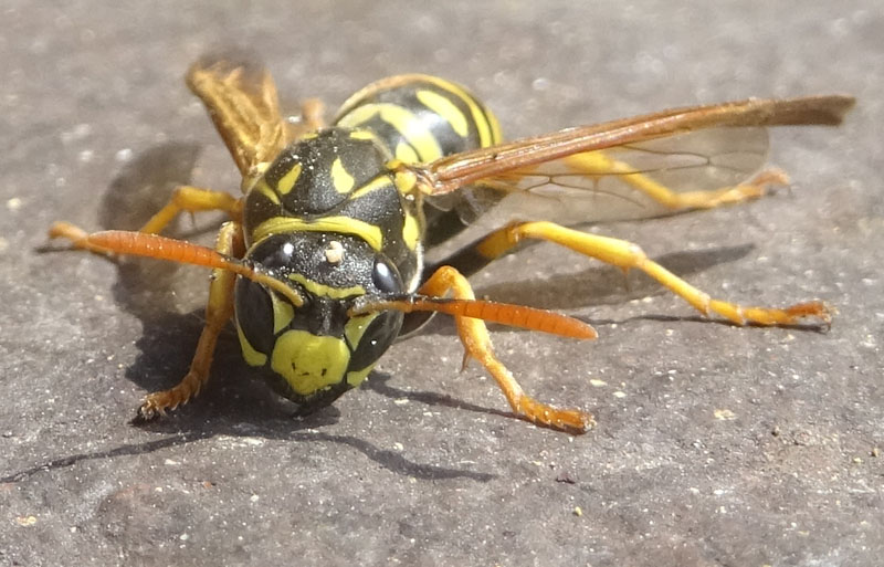 Polistes dominula - Vespidae
